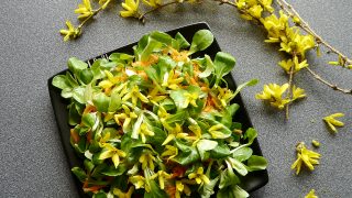 Roszponka z kwiatami forsycji - sałatka obiadowa