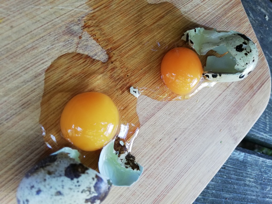 Jajka przepiórcze, właściwości zastosowanie w medycynie i kuchni