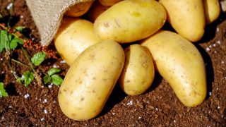 Czy ziemniaki są dietetyczne?